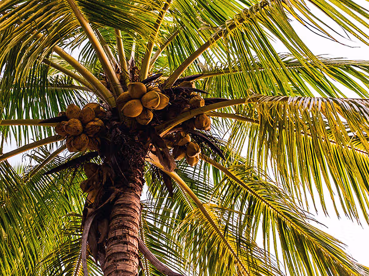 Traditional coconut processing workshop in Lombok village