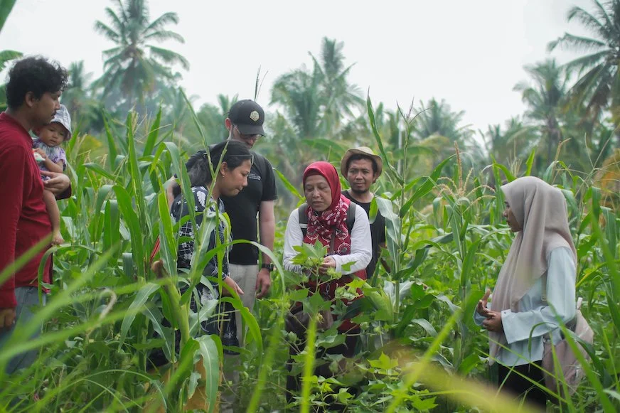 Traditional rice paddies and farming culture in Lombok