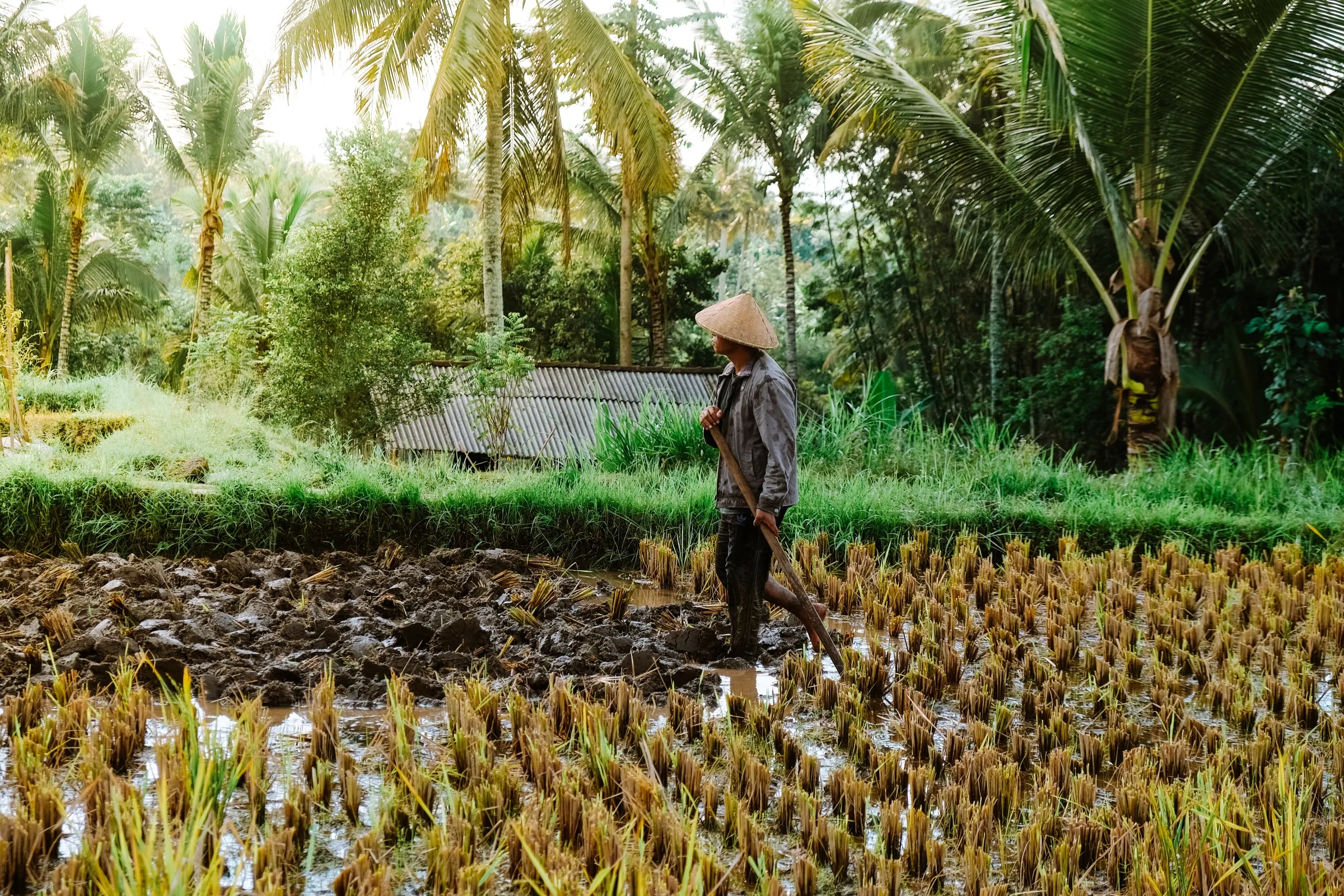 Local farm where fresh ingredients are sourced