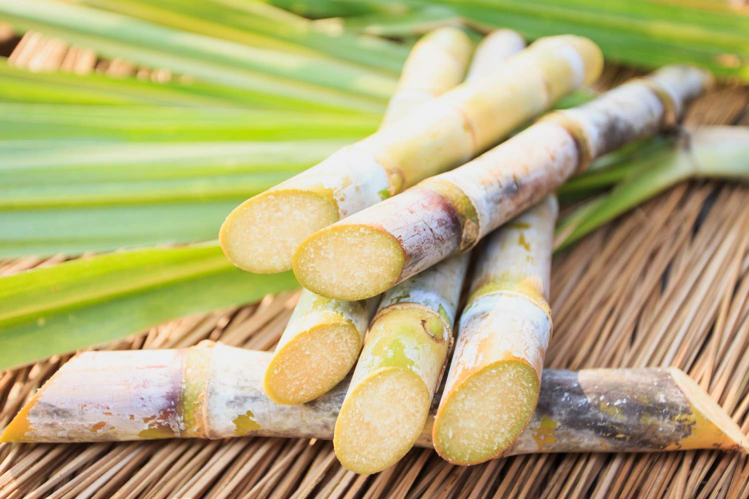 Traditional sugarcane farming and harvest in Lombok