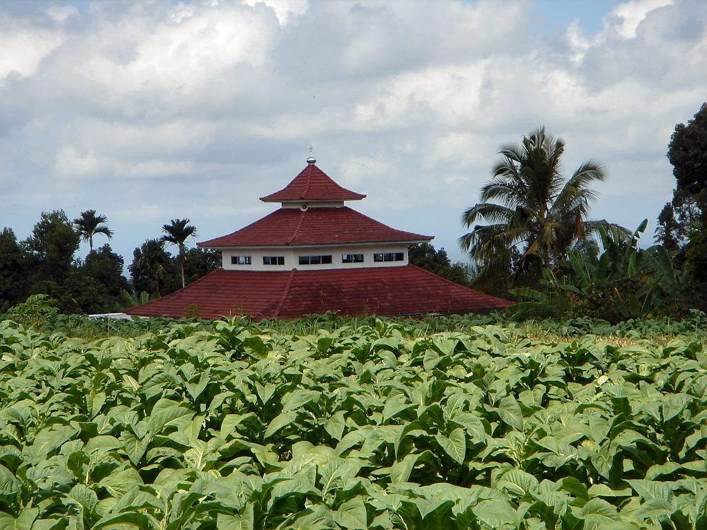 Traditional tobacco farming in Lombok with local farmers